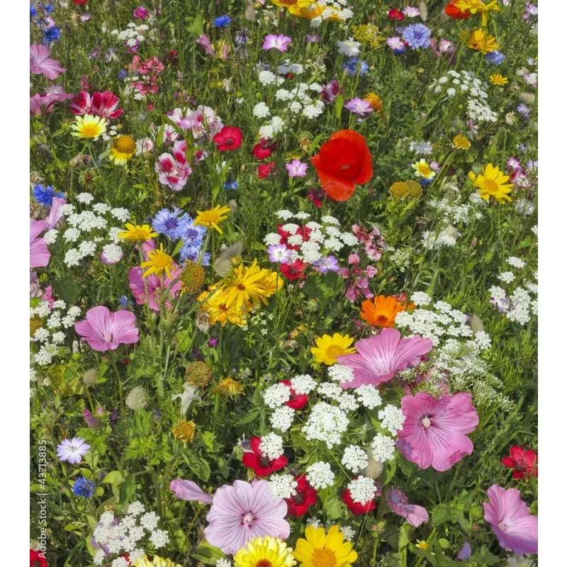 Blumenwiese, Wiesenträume 12 m² - bunt duftende Wildblumen